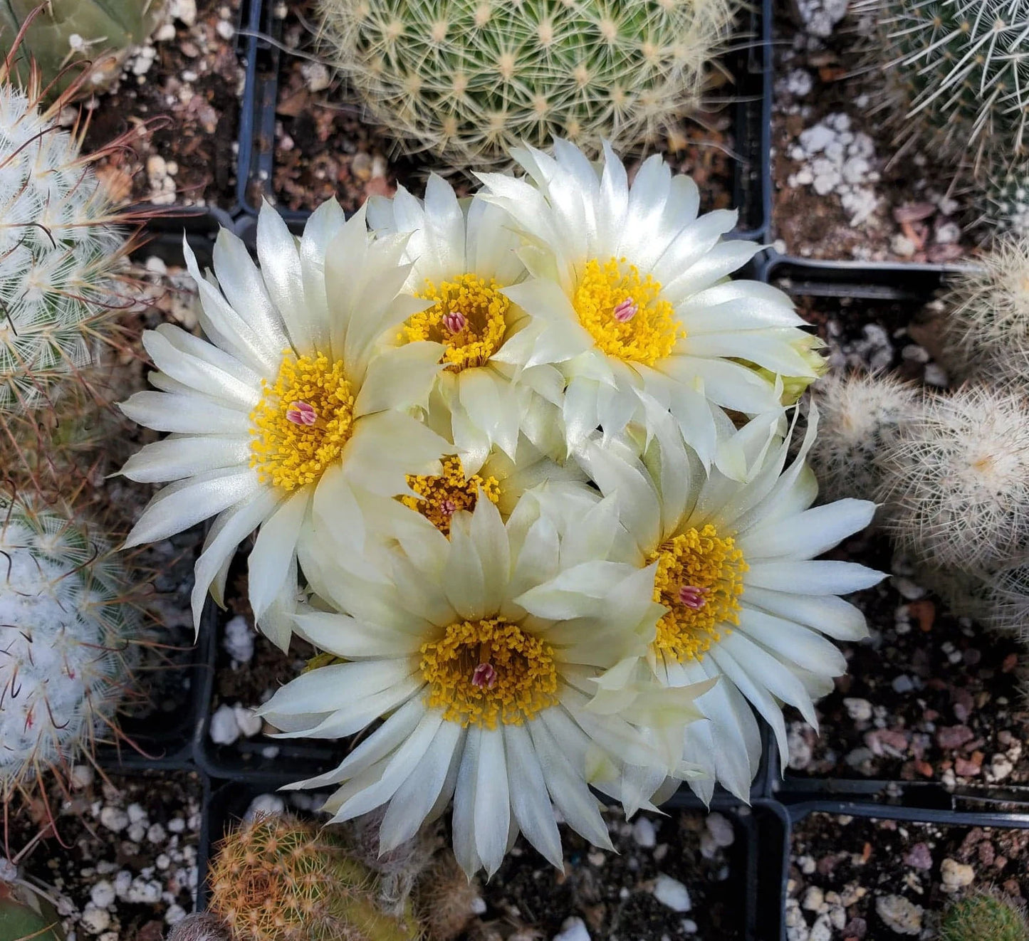 Parodia|Notocactus uebelmannianus flaviflorus - seeds