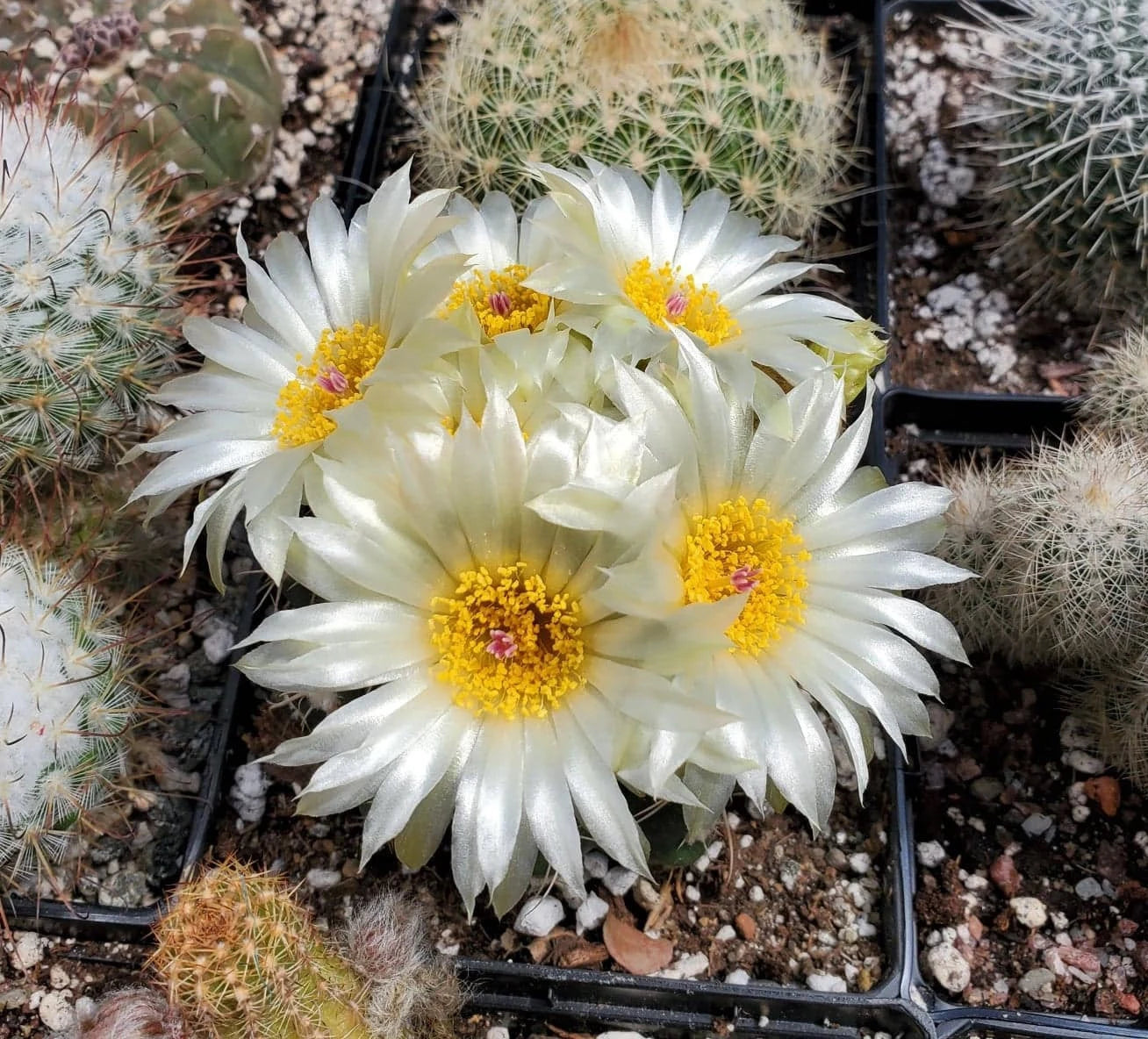 Parodia|Notocactus uebelmannianus flaviflorus - seeds