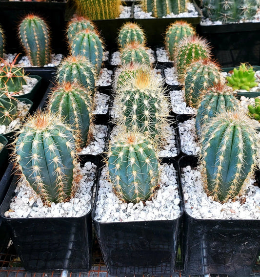 Pilosocereus azureus | The Blue Torch Cactus