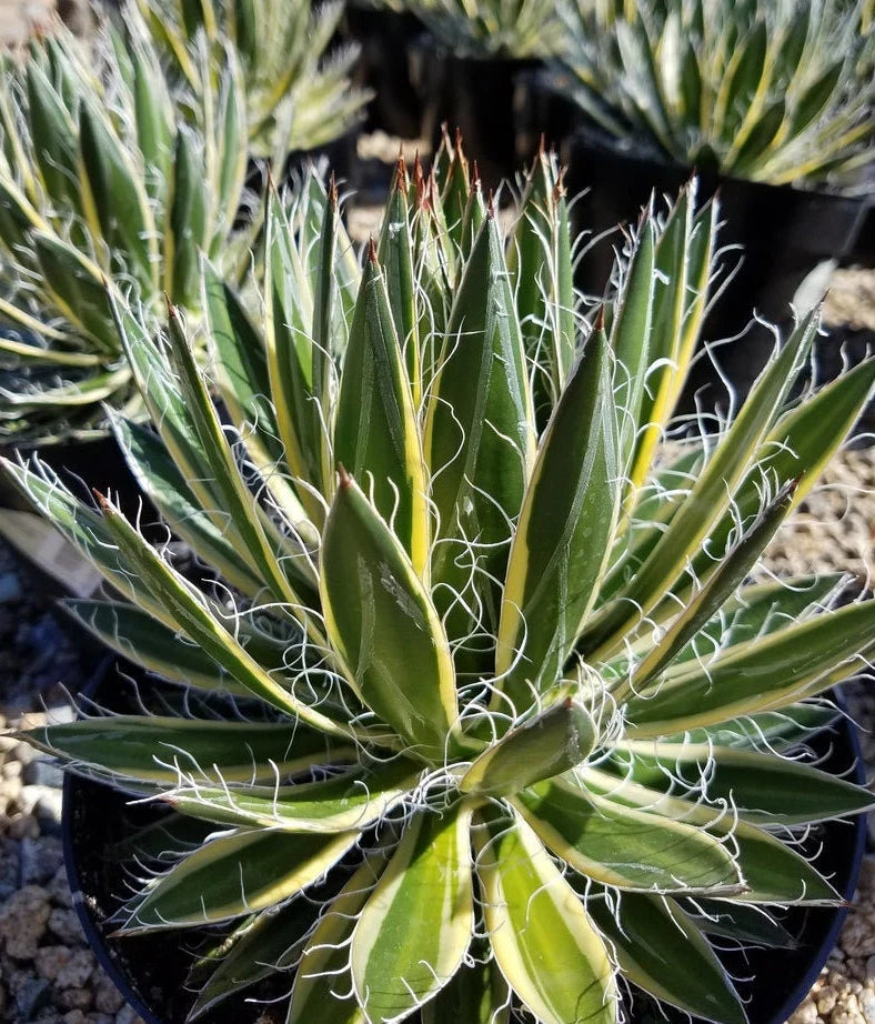 Agave schidigera Queen of White Thread ('Shira ito no Ohi')