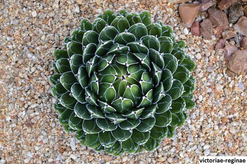 Agave Victoria-reginae