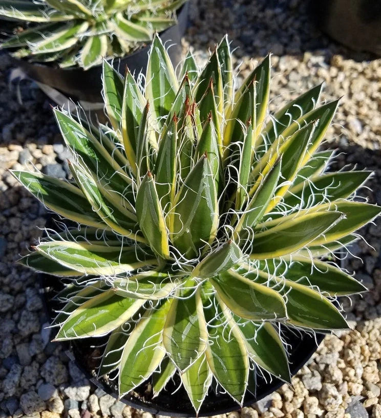 Agave schidigera Queen of White Thread ('Shira ito no Ohi')