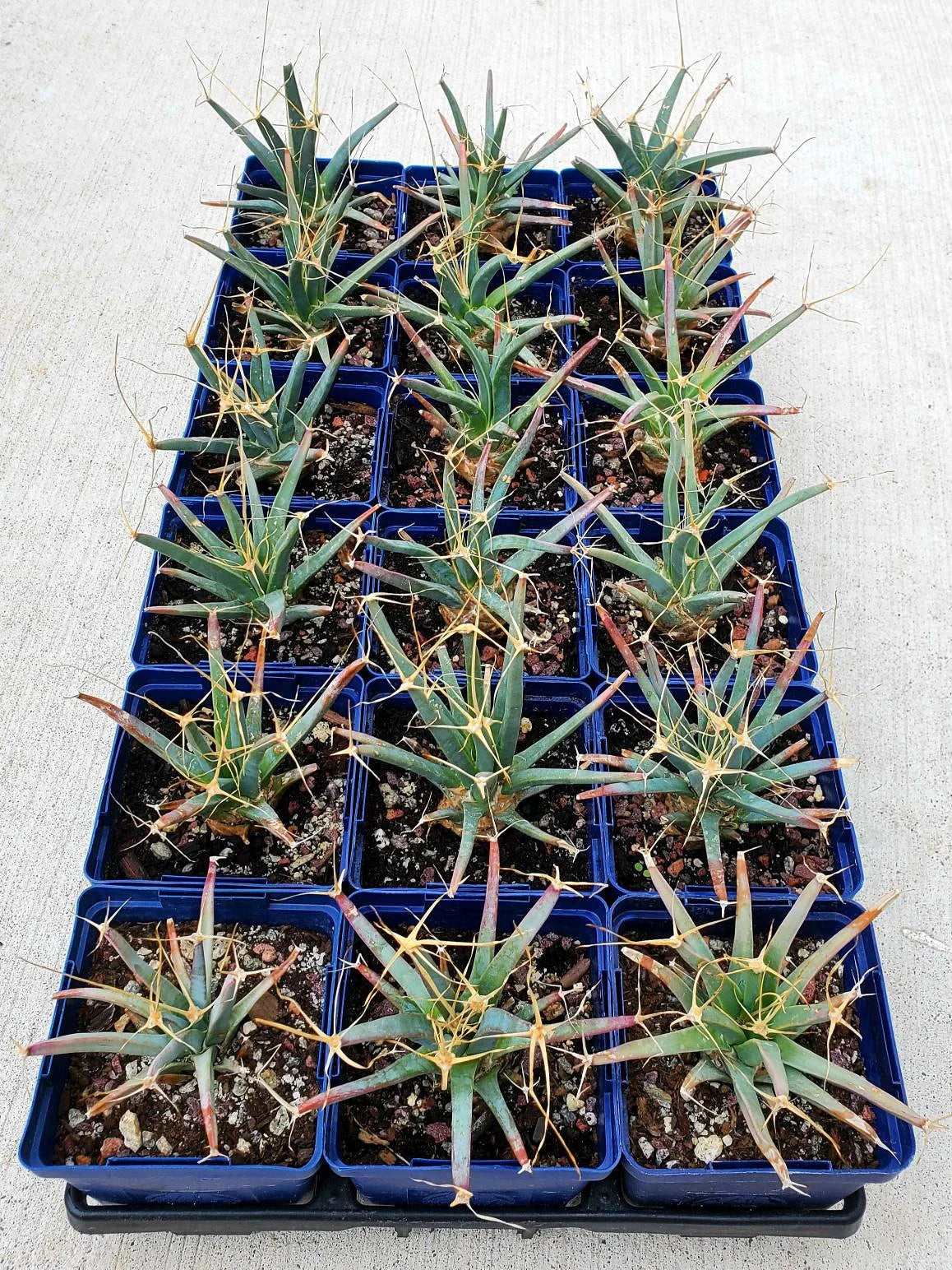 Leuchtenbergia principis