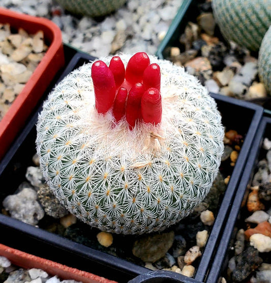 Epithelantha micromeris var. bokei - seeds