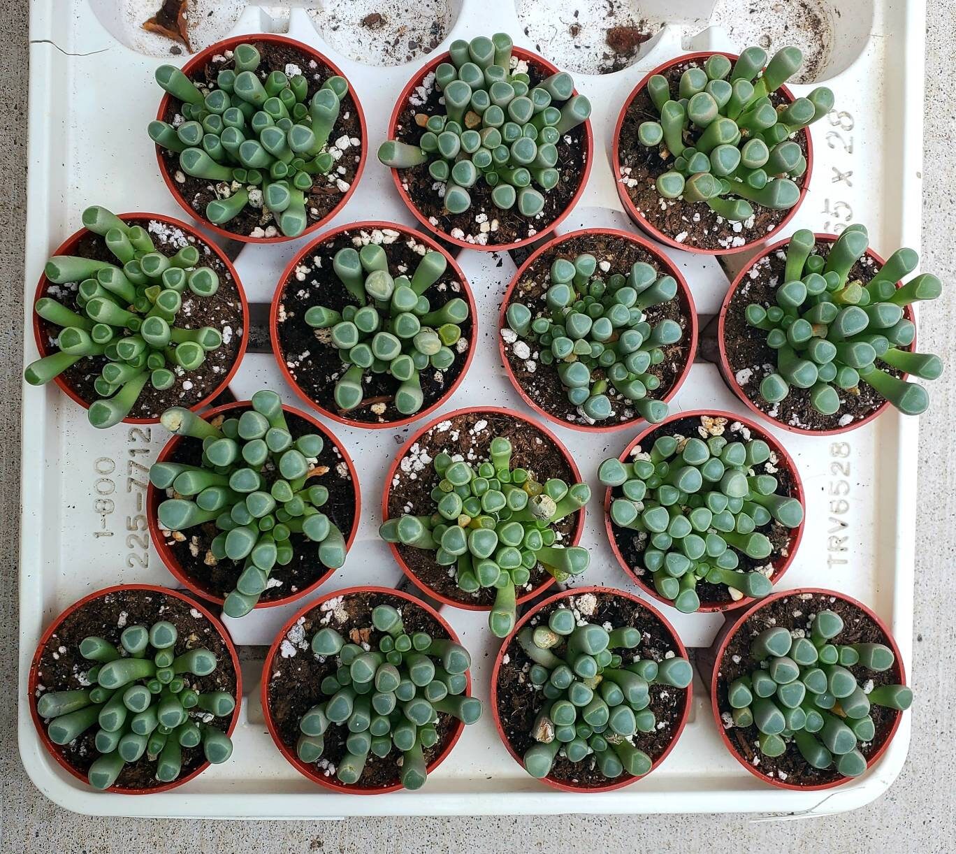 Fenestraria rhopalophylla | baby toes succulent