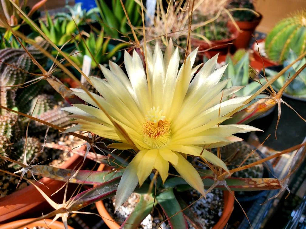 Leuchtenbergia principis