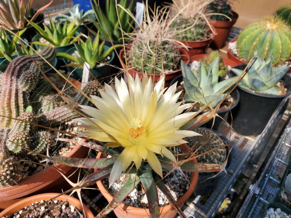 Leuchtenbergia principis