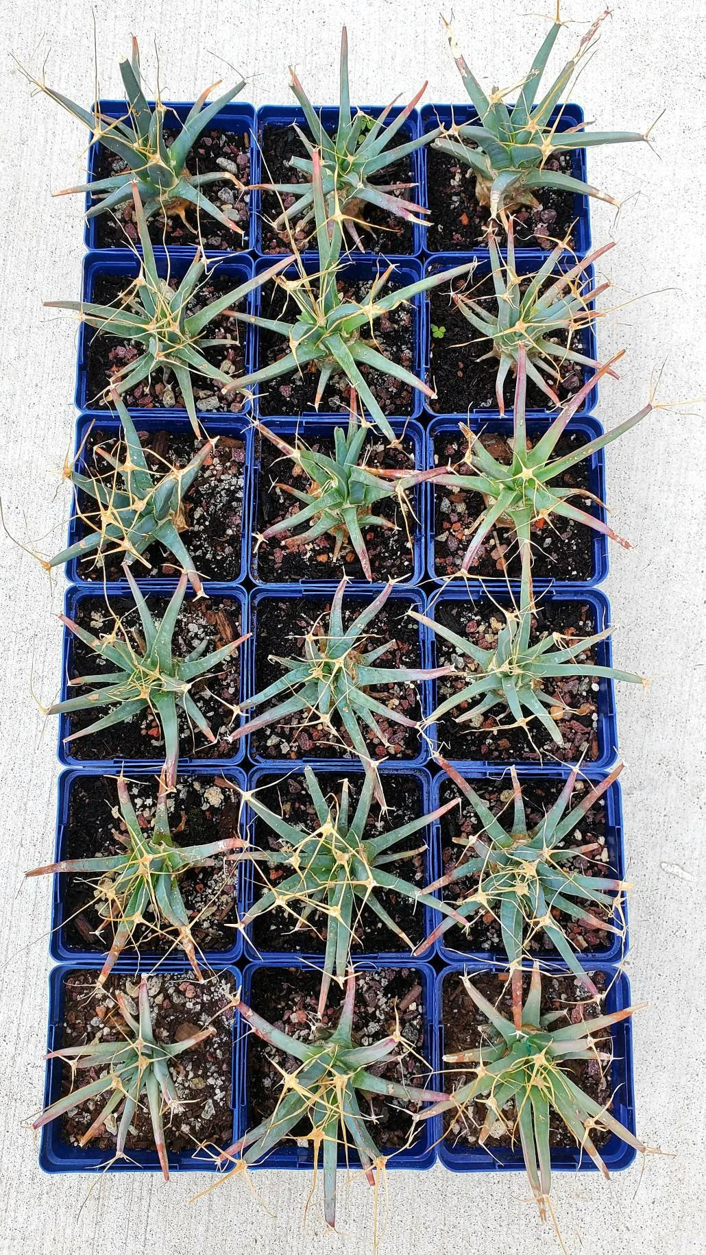 Leuchtenbergia principis