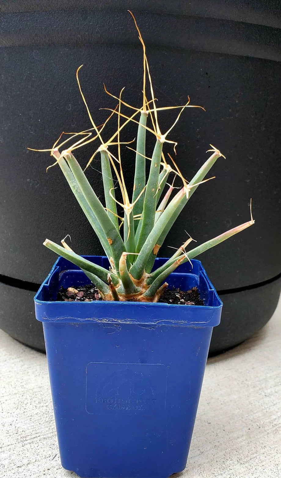 Leuchtenbergia principis