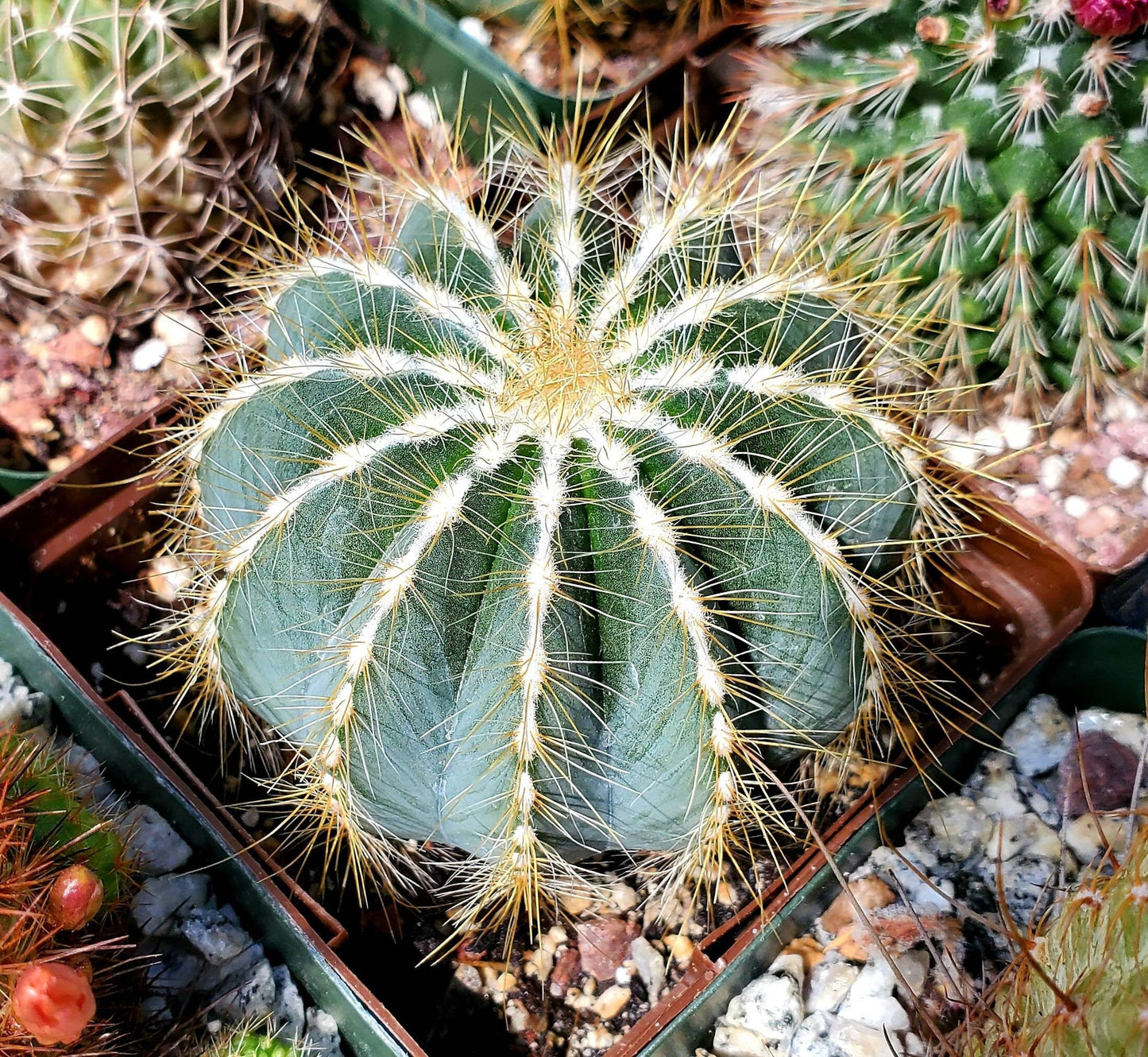 Notocactus magnifica | Parodia magnifica - seeds