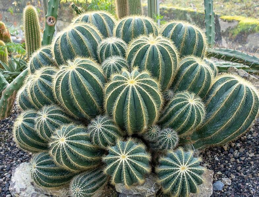 Notocactus magnifica | Parodia magnifica