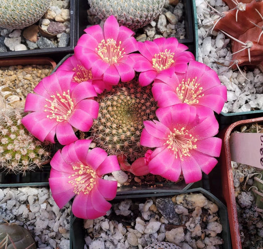 Rebutia minuscula var. violaciflora (15 seeds)