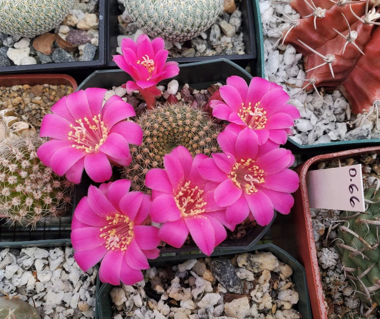 Rebutia minuscula var. violaciflora (15 seeds)