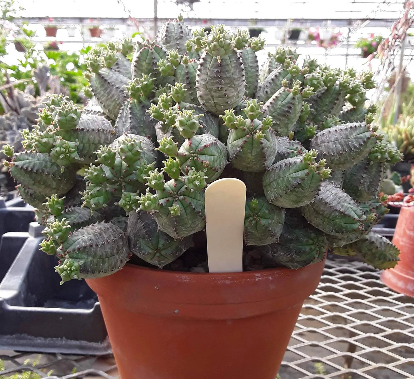 Euphorbia pseudoglobosa