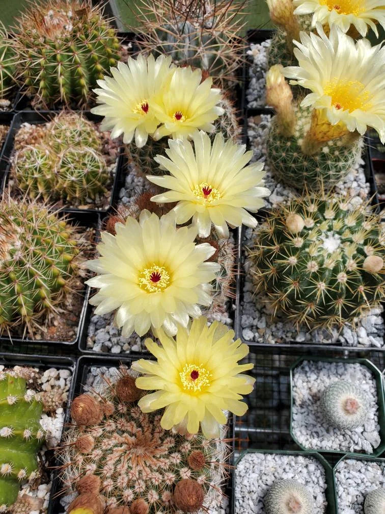 Notocactus schlosseri - seeds