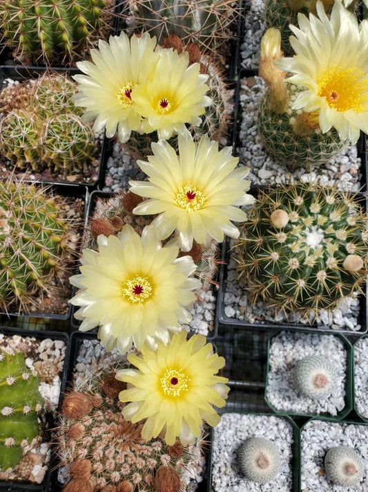 Notocactus schlosseri - seeds