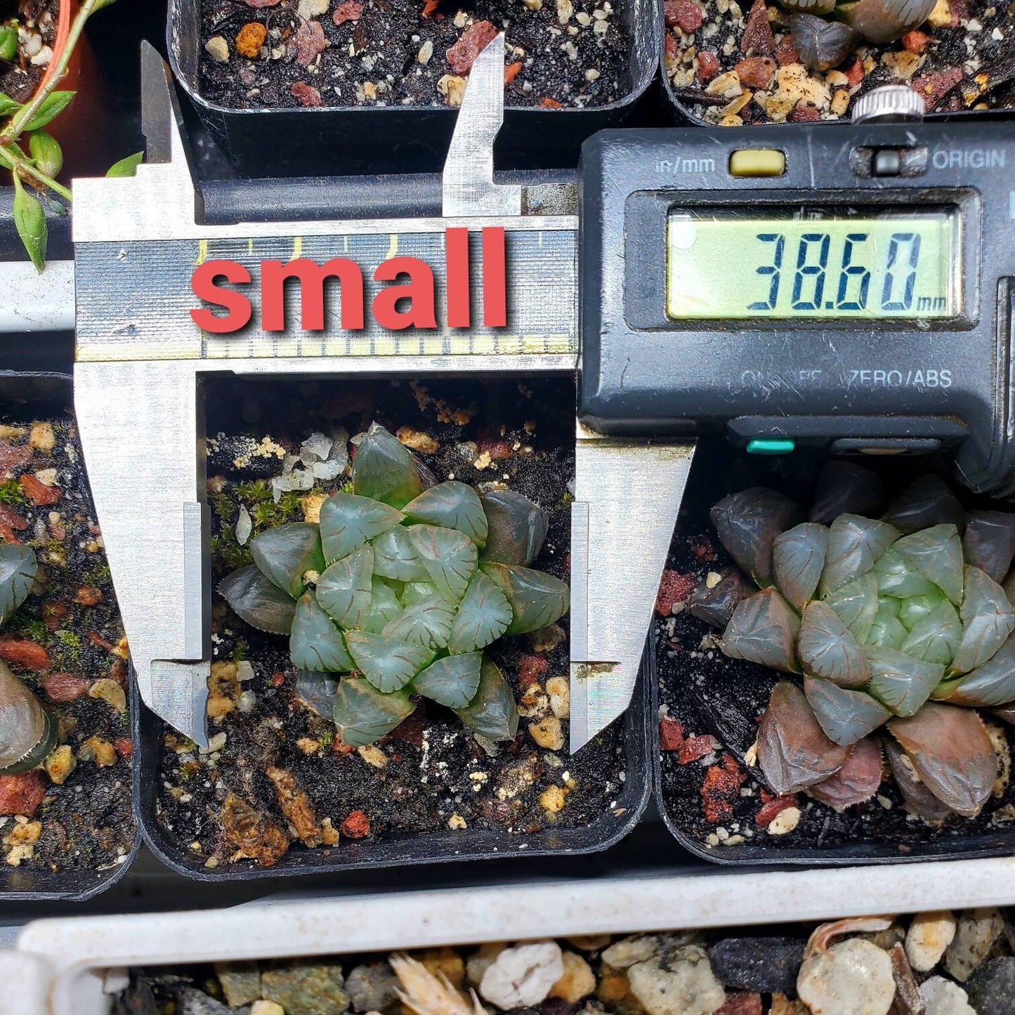 Haworthia Cooperi