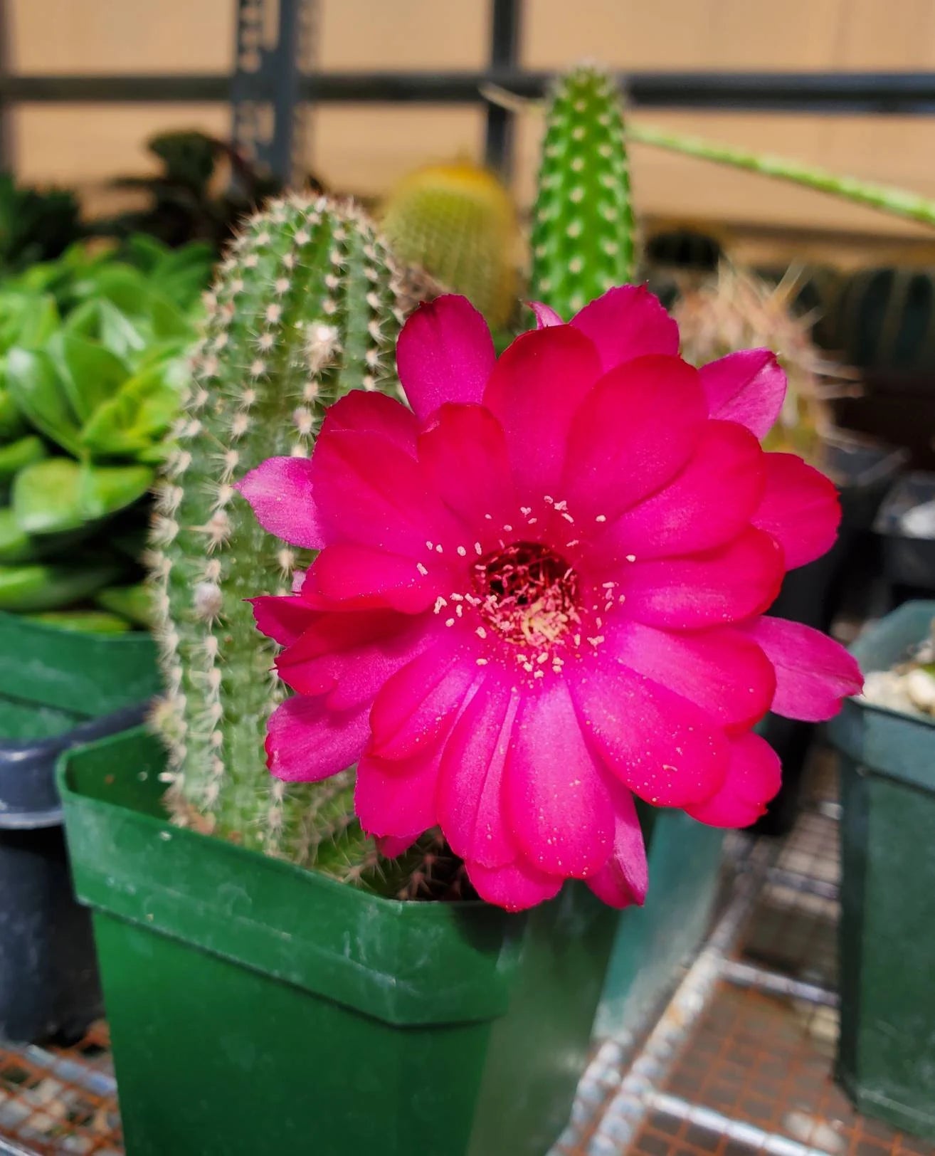 Echinopsis chamaecereus hybrid | peanuts cactus (15 seeds)