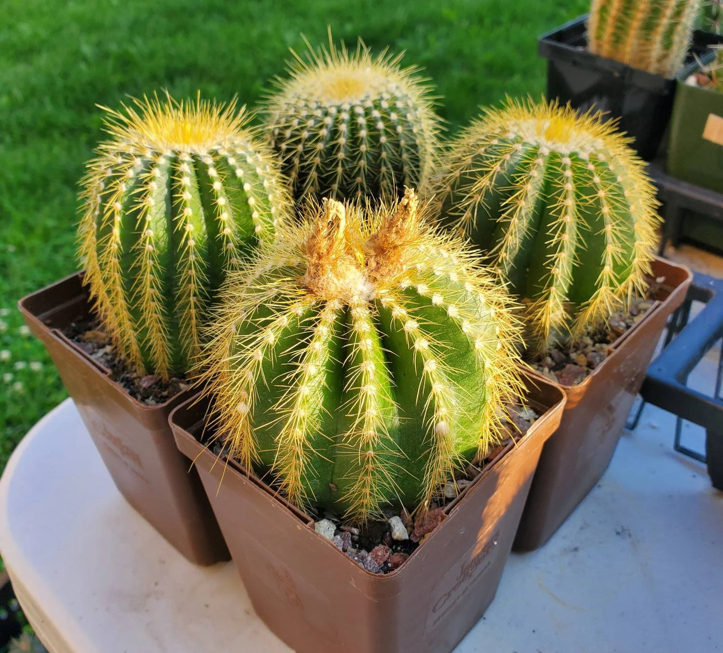 Notocactus | Parodia warsii