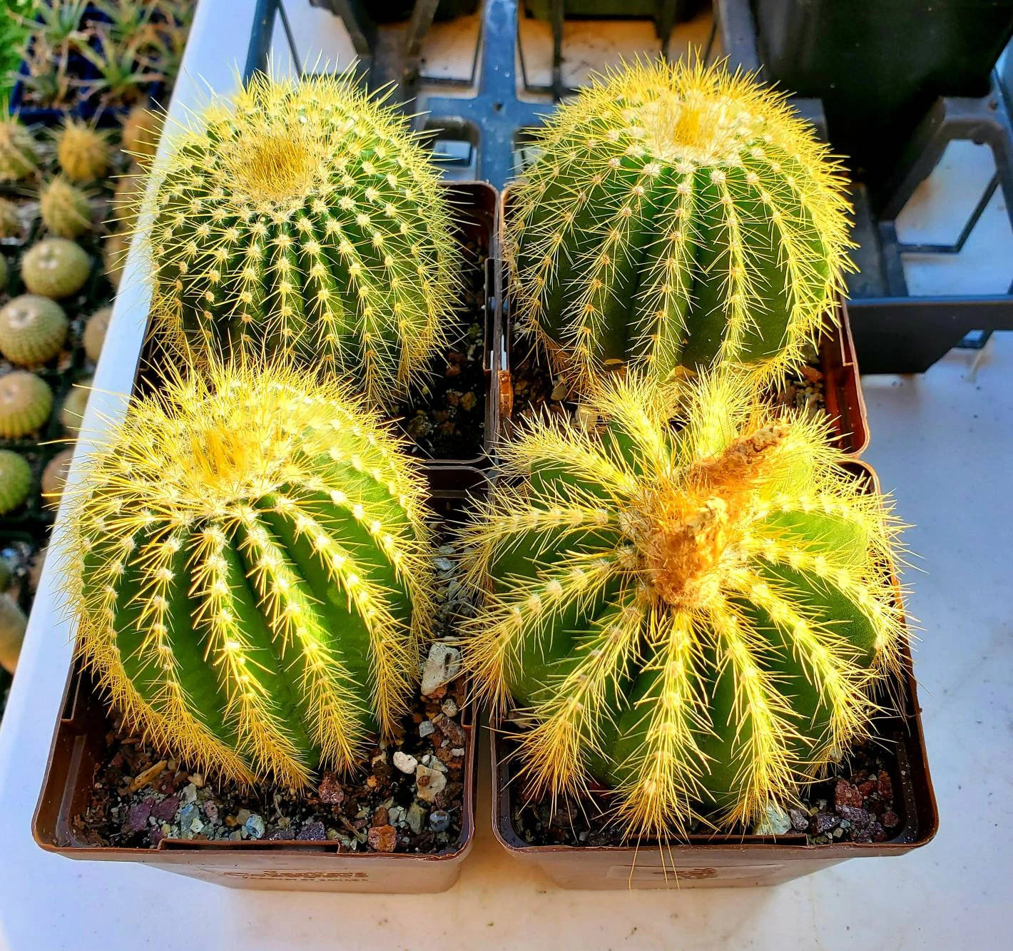 Notocactus | Parodia warsii