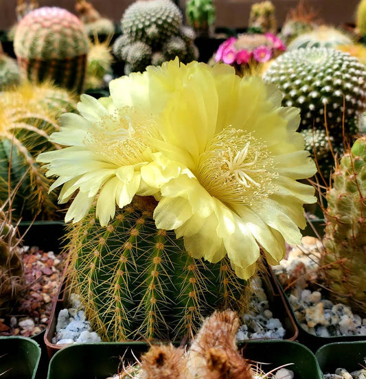 Notocactus | Parodia warsii