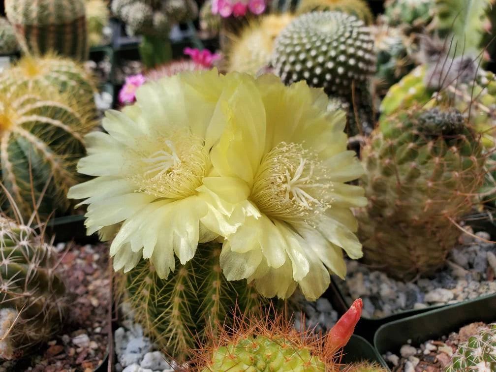 Notocactus | Parodia warsii