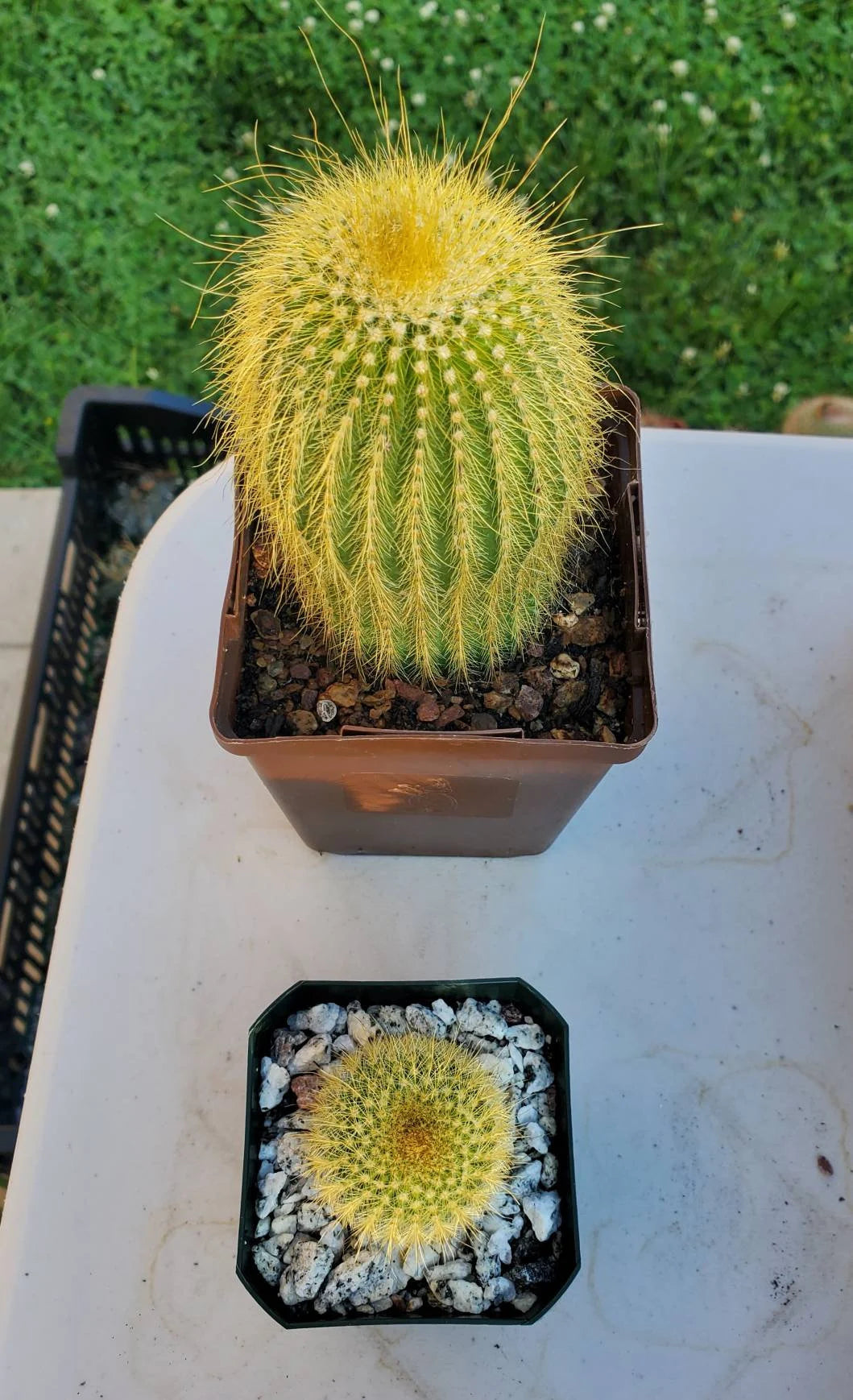 Notocactus | Parodia leninghausii