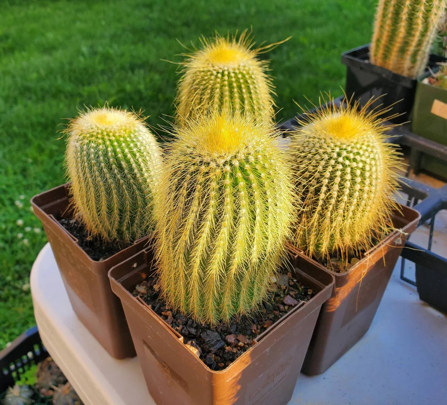 Notocactus | Parodia leninghausii