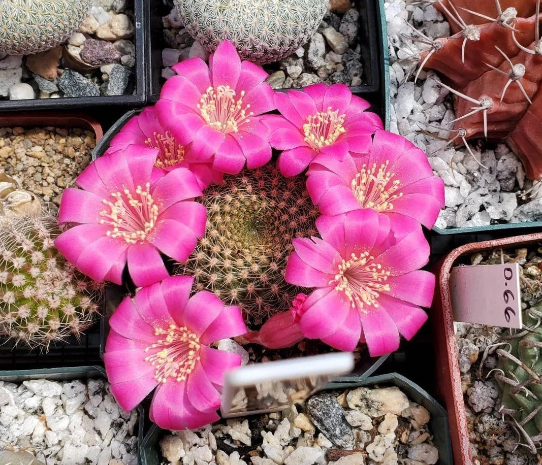 Rebutia minuscula var. violaciflora (15 seeds)