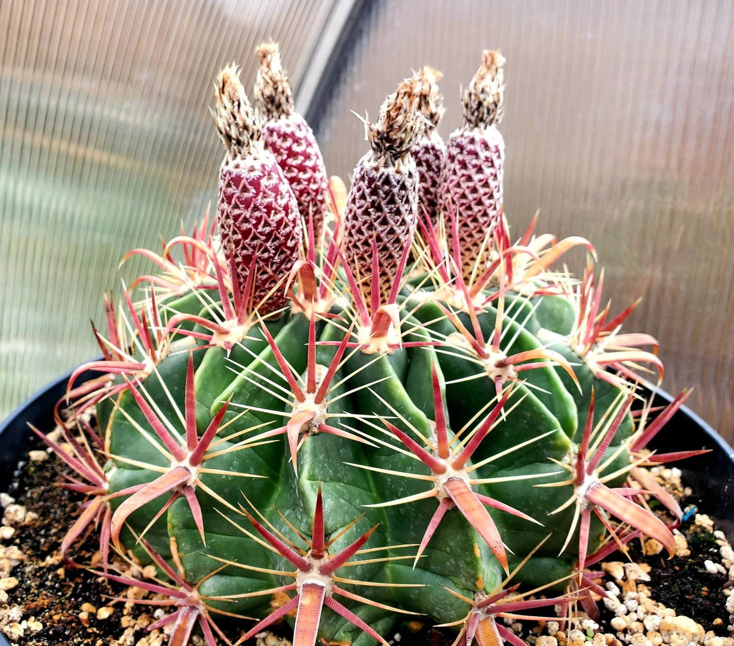 Ferocactus latispinus “Devil's Tongue Barrel Cactus” - seeds