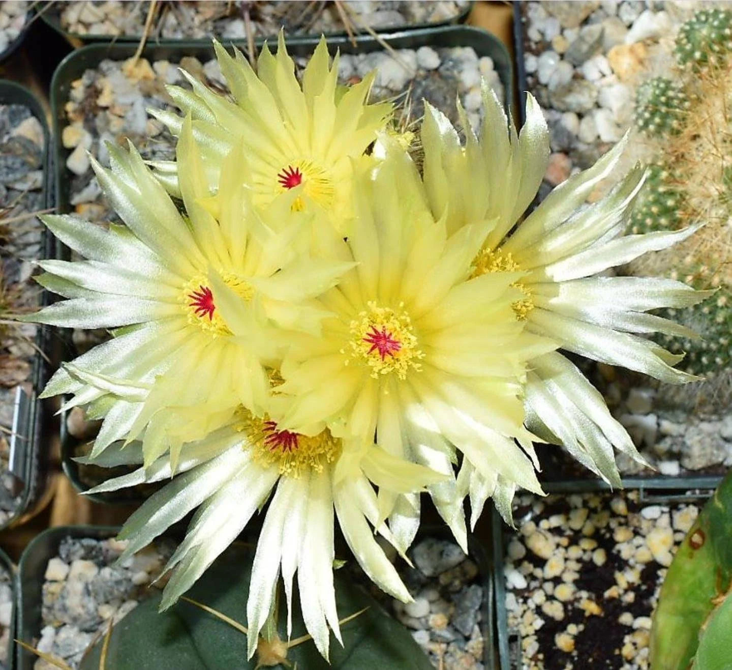 Parodia werdermanniana (15 seeds)