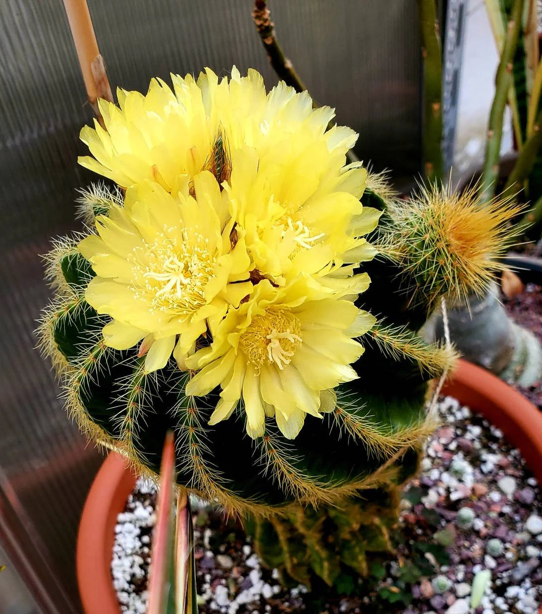 Notocactus | Parodia warsii - seeds