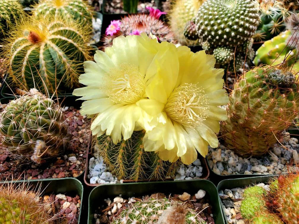 Notocactus | Parodia warsii - seeds