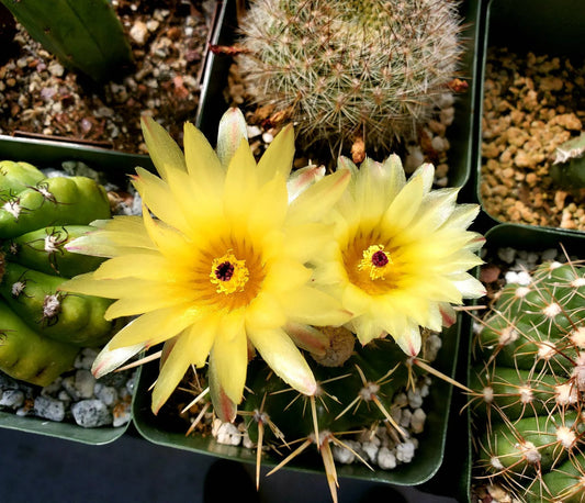 Notocactus turecekianus |  Notocactus submammulosus