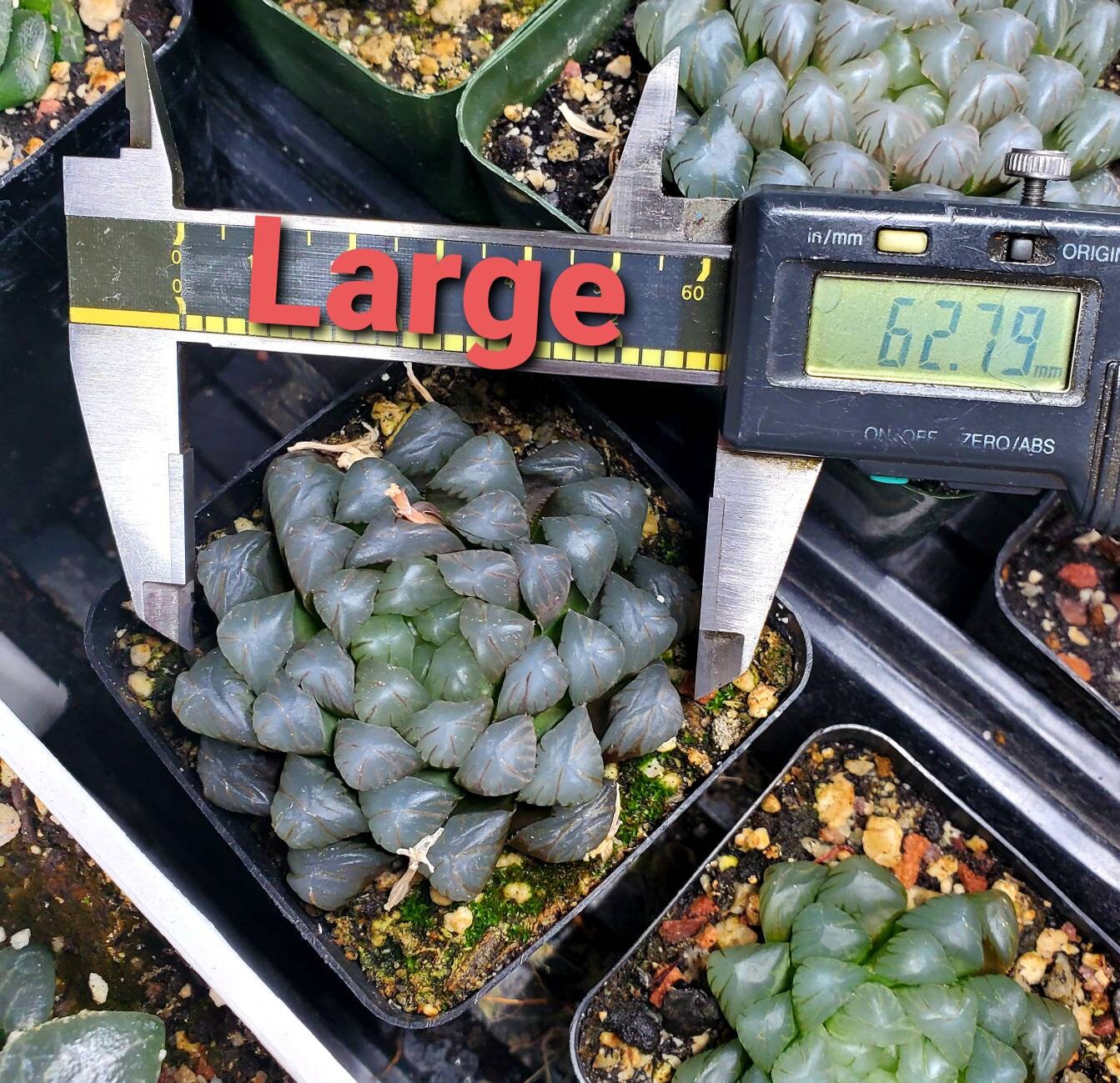 Haworthia Cooperi