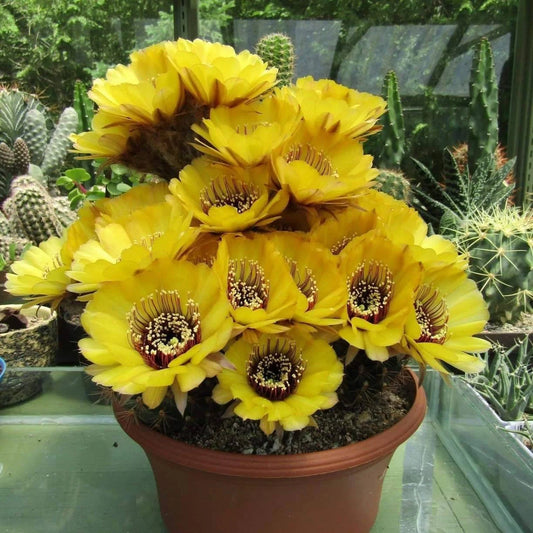 Echinopsis | Lobivia  jajoiana var. nigrostoma (15 seeds)