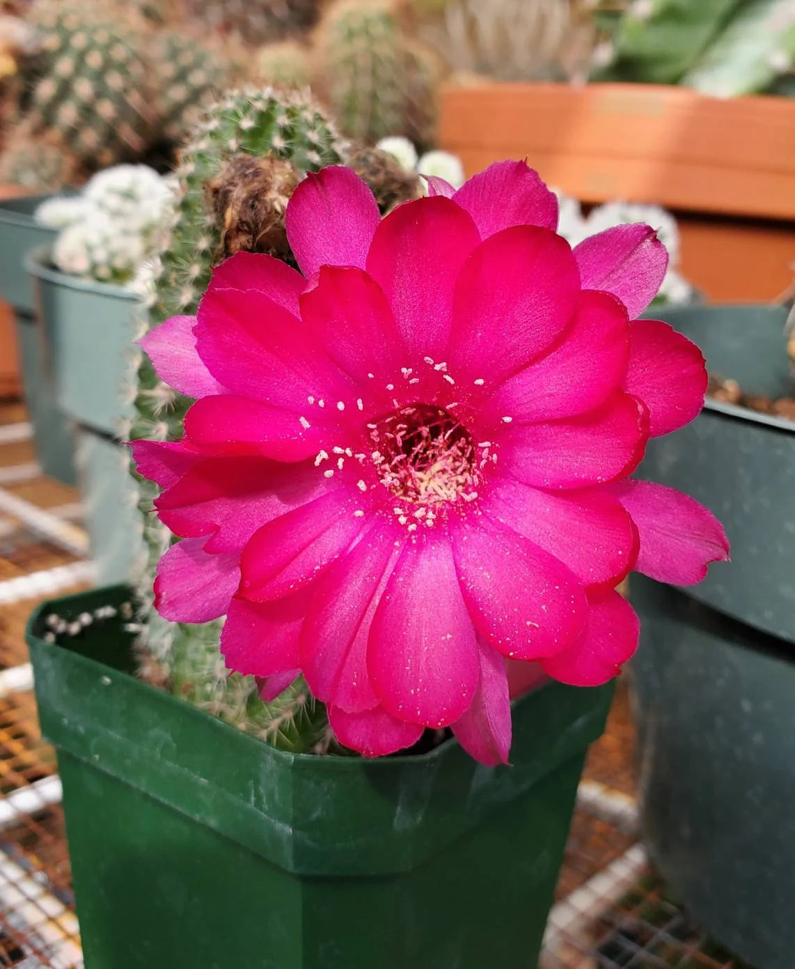 Echinopsis chamaecereus hybrid | peanuts cactus (15 seeds)