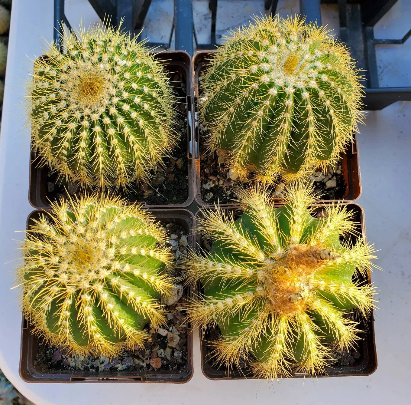 Notocactus | Parodia warsii