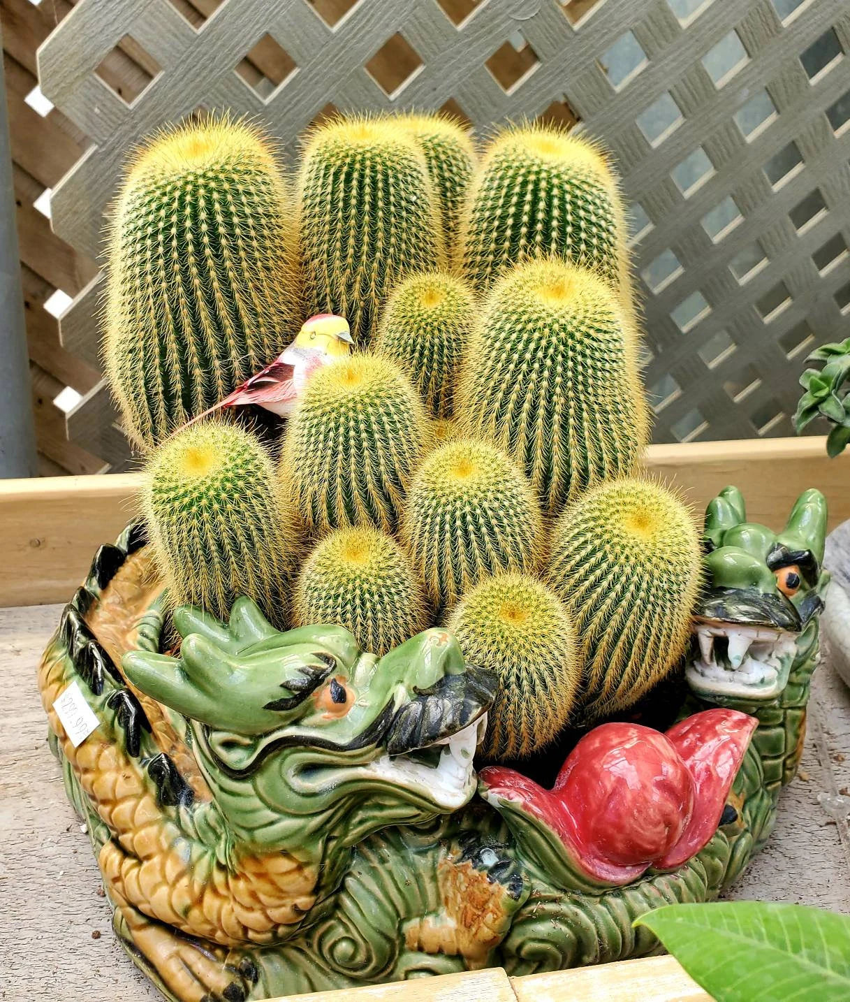 Notocactus | Parodia leninghausii