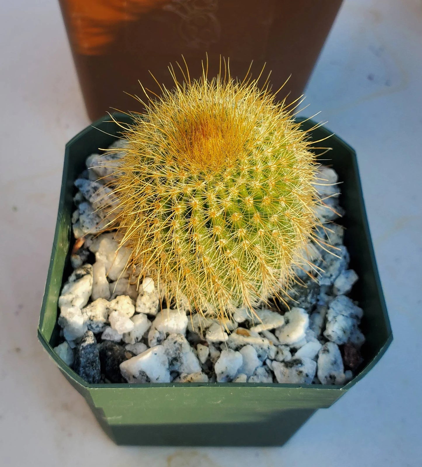 Notocactus | Parodia leninghausii