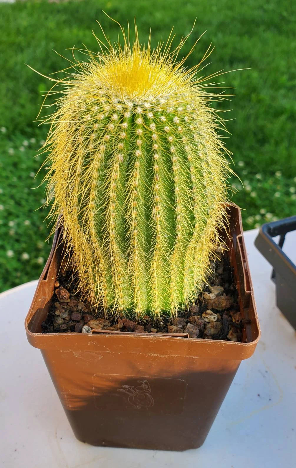 Notocactus | Parodia leninghausii