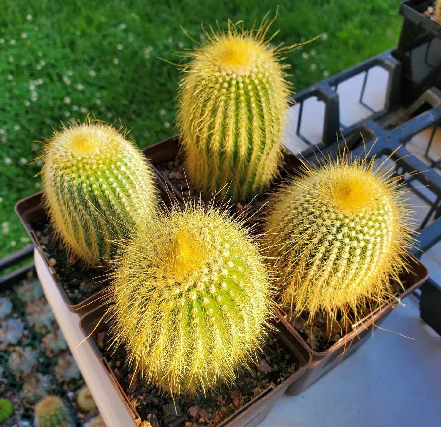 Notocactus | Parodia leninghausii