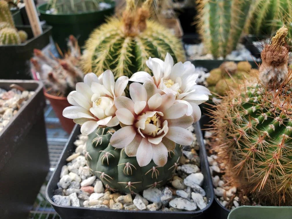 Gymnocalycium platense | Britton & Rose (15 seeds)