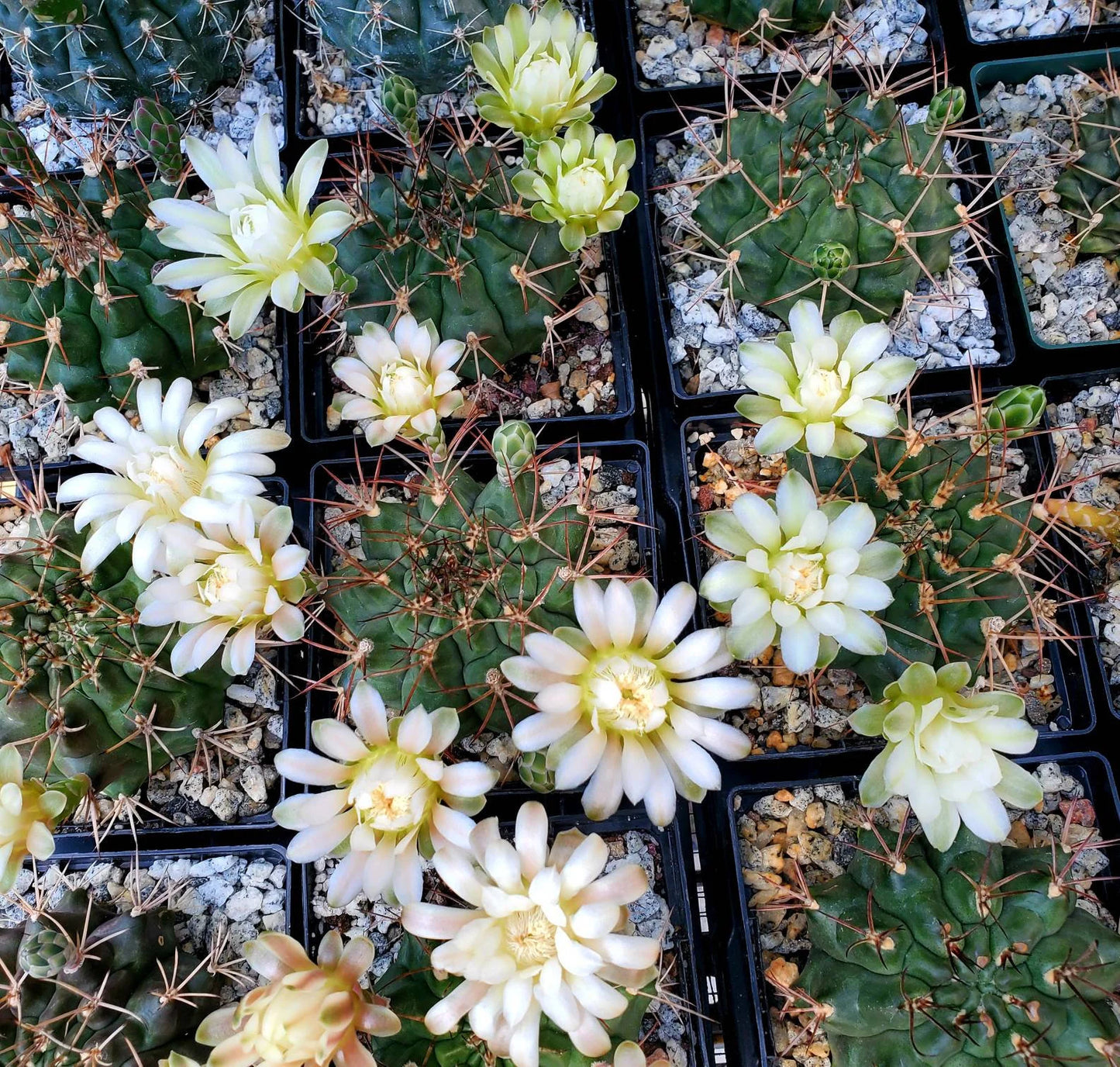 Gymnocalycium gibbosum - seeds