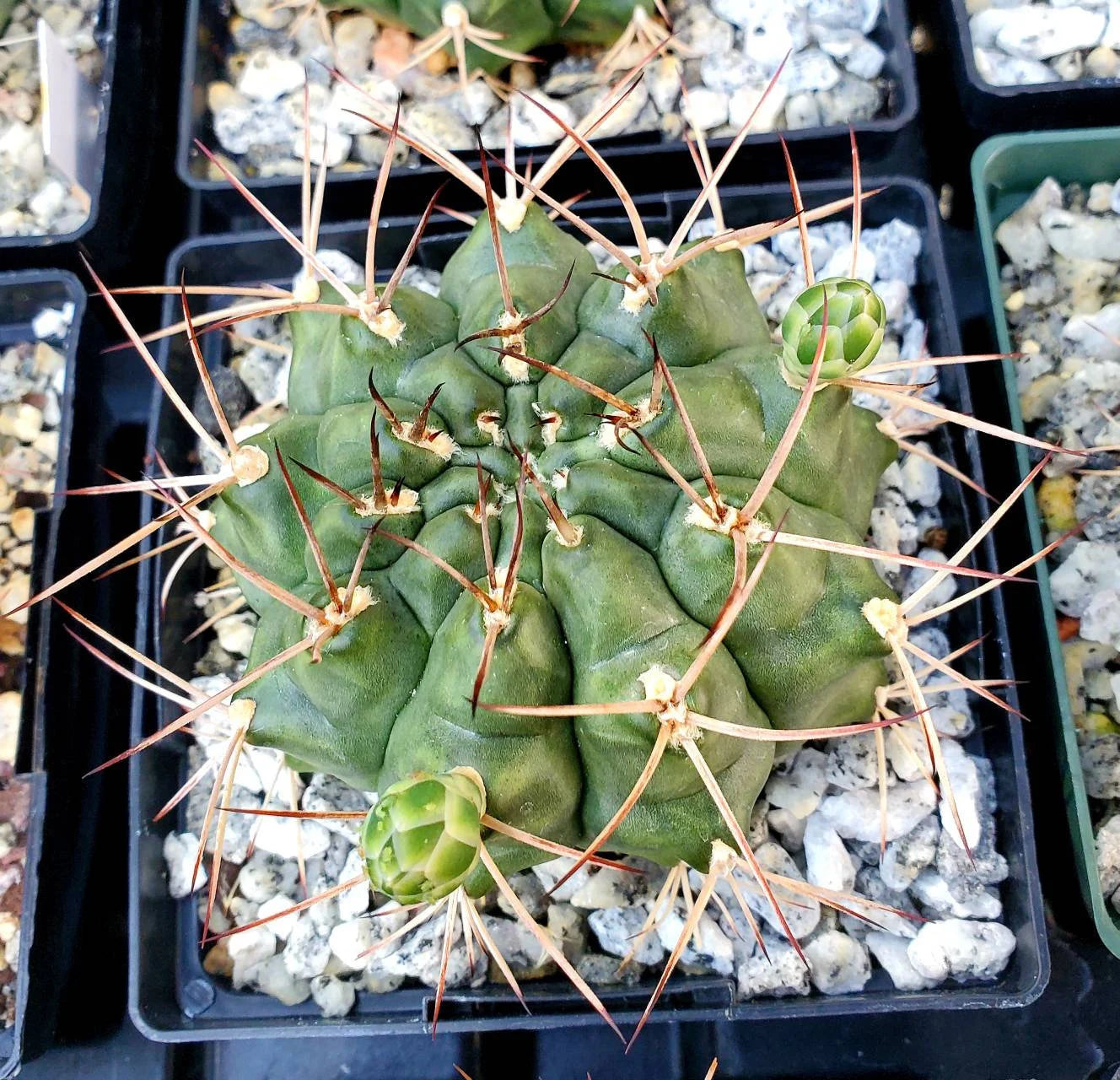 Gymnocalycium gibbosum - seeds