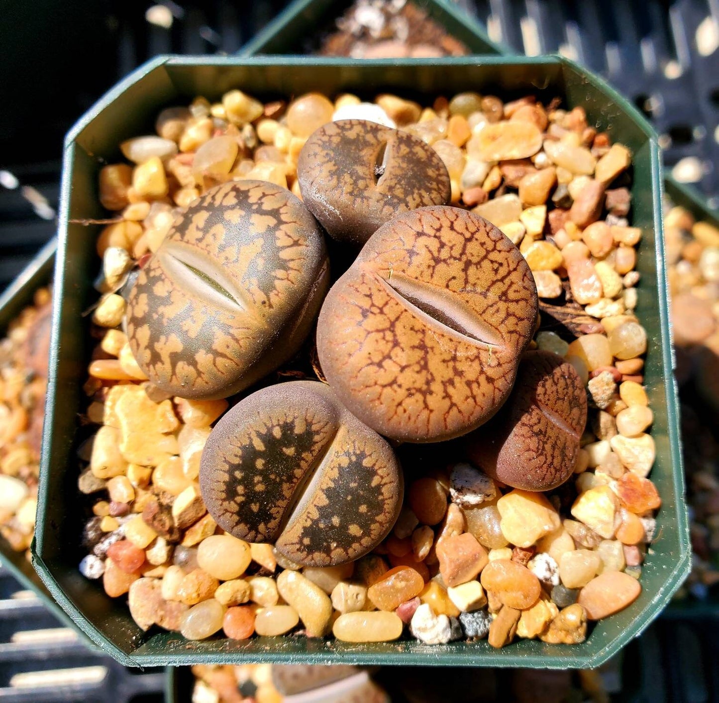 Lithops | Living Stones | Living Rock | Mimicry Plant