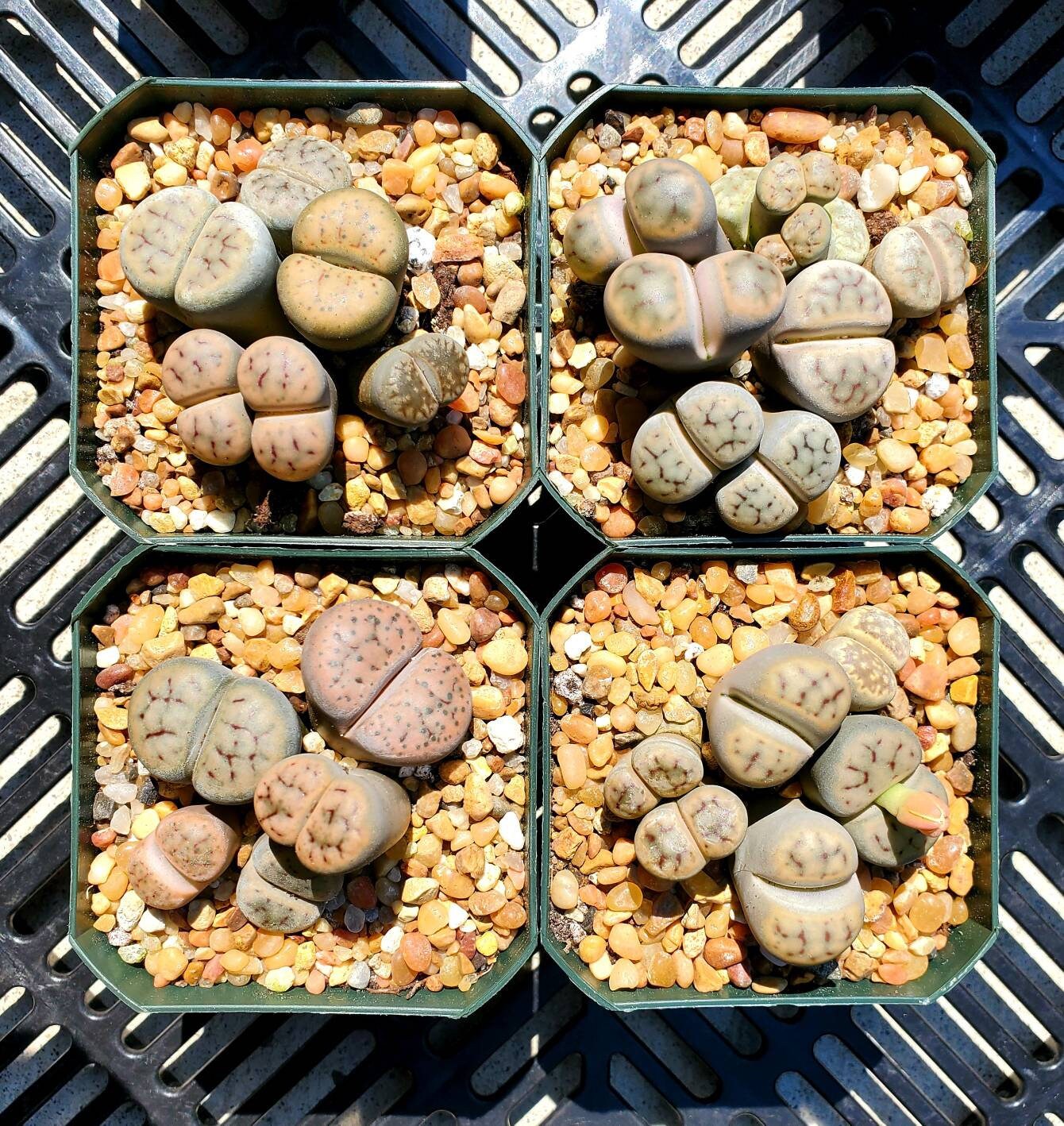 Lithops | Living Stones | Living Rock | Mimicry Plant