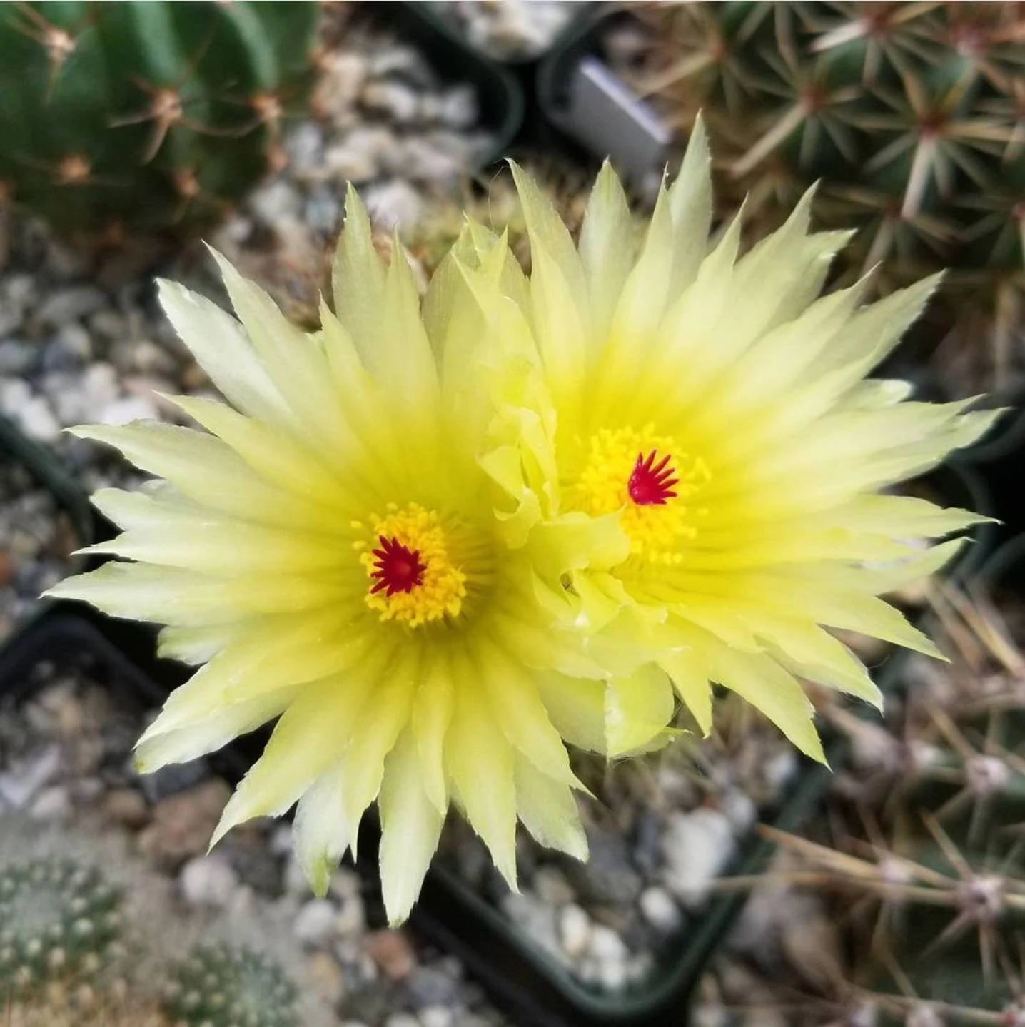 Parodia werdermanniana (15 seeds)