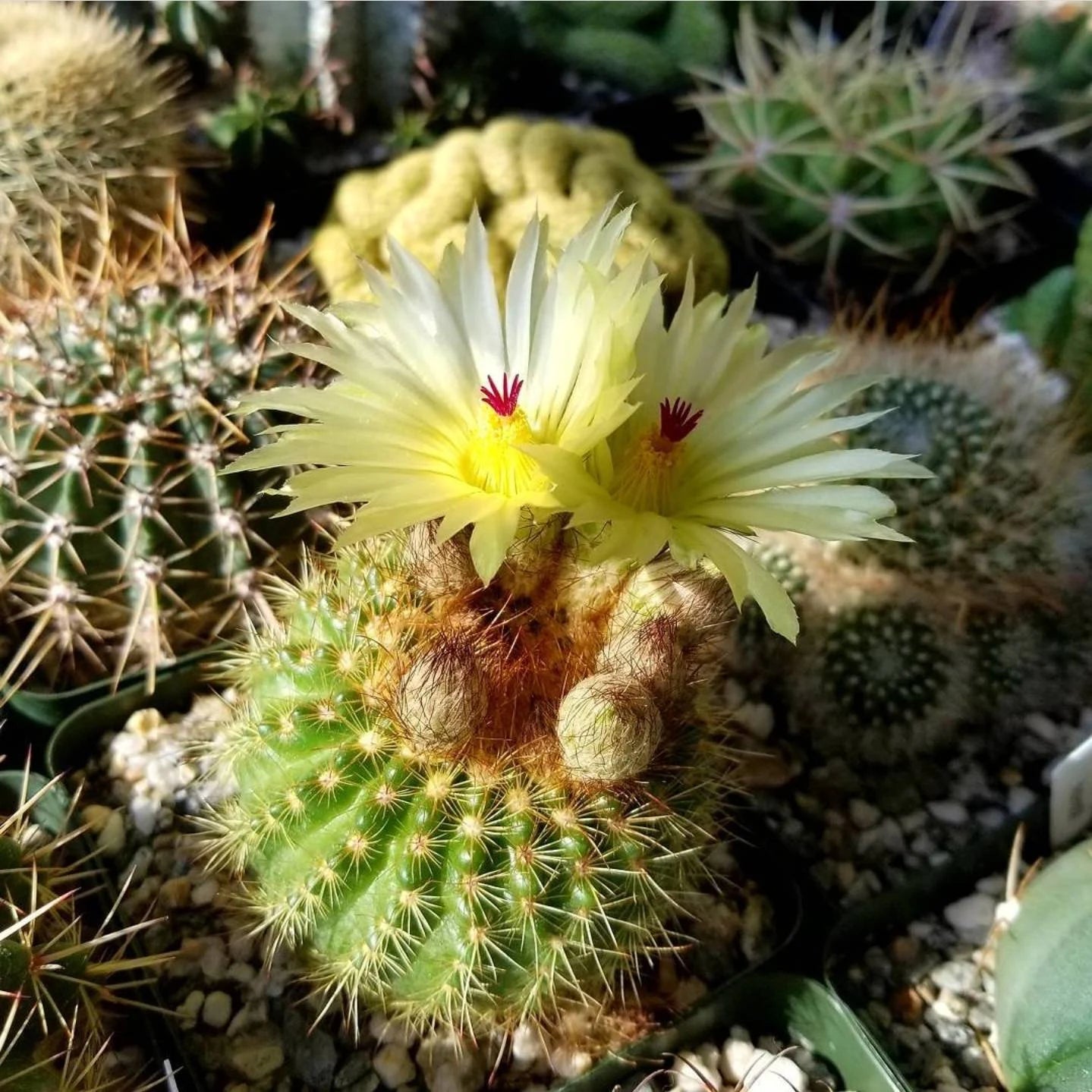 Parodia werdermanniana (15 seeds)