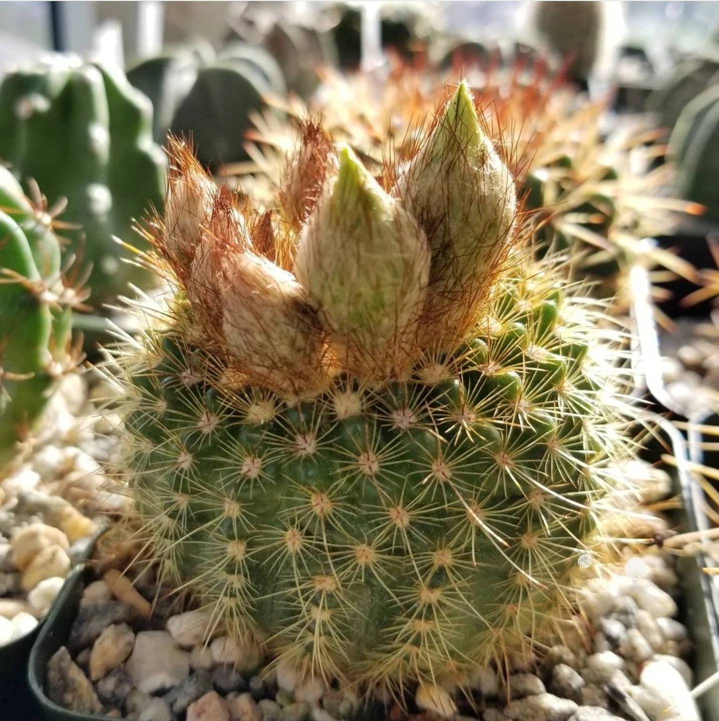 Parodia werdermanniana (15 seeds)